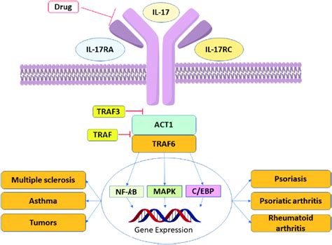 Effects of IL-17 under different disease conditions and IL-17 receptor ...