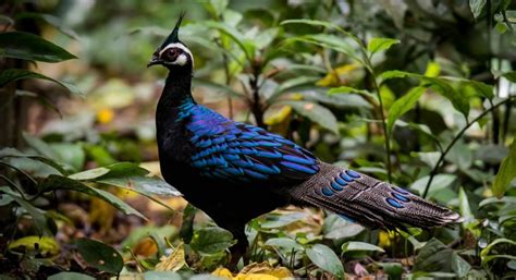 Palawan Peacock-Pheasant, A Striking Bird With Iridescent Blue-Green Plumage And Mohawk