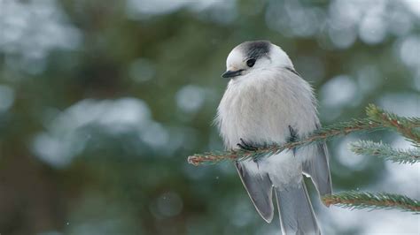 The Gray Jay: National Bird of Canada - A-Z Animals