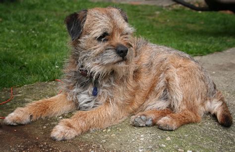 Border Terrier - Pictures, Information, Temperament, Characteristics, Rescue, Puppies | Animals ...