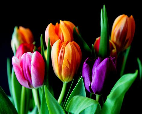 Yellow Pink and Violet Tulips · Free Stock Photo