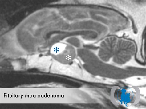 Sagittal T2 MRI pituitary macroadenoma | Advanced Veterinary Medical Imaging