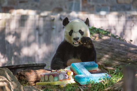 Giant Panda Bei Bei Celebrates His Fourth Birthday at the Smithsonian’s ...