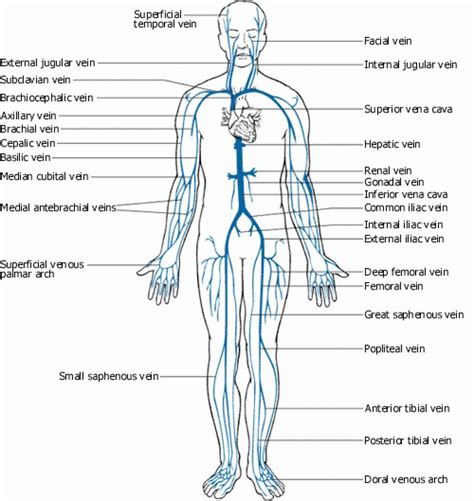 Arteries In The Body Diagram Arteries Of The Body Labeling Veins And Arteries Of The Body ...