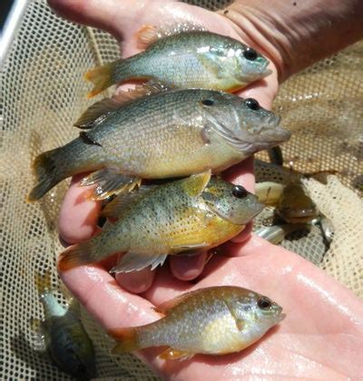 Bream (Sunfish) In Alabama | Outdoor Alabama