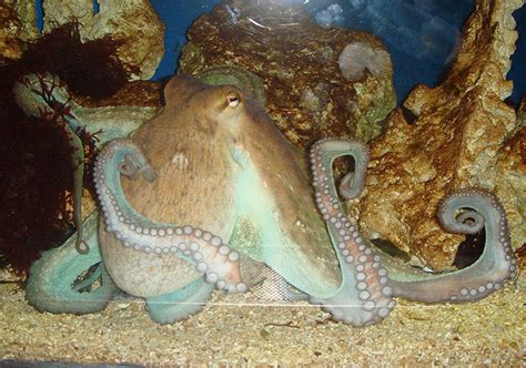 Hell-Raising Octopus Juggles Crabs And Knocks Out Aquarium Power By Shooting Water At Lights