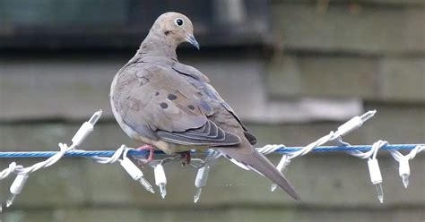 The Mourning Dove Bird - Backyard Birding