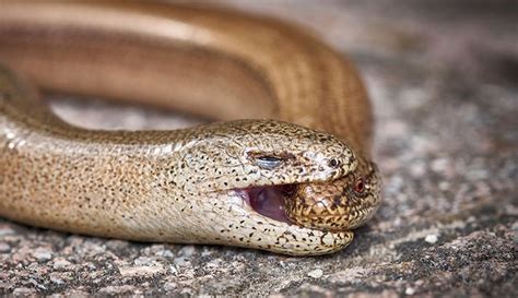 Slow worms: Britain's most unusual lizards | Natural History Museum