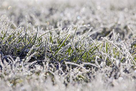 Winter Grass Free Stock Photo - Public Domain Pictures