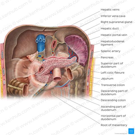 Pancreas: Anatomy, Functions, Blood Supply, Innervation, 49% OFF