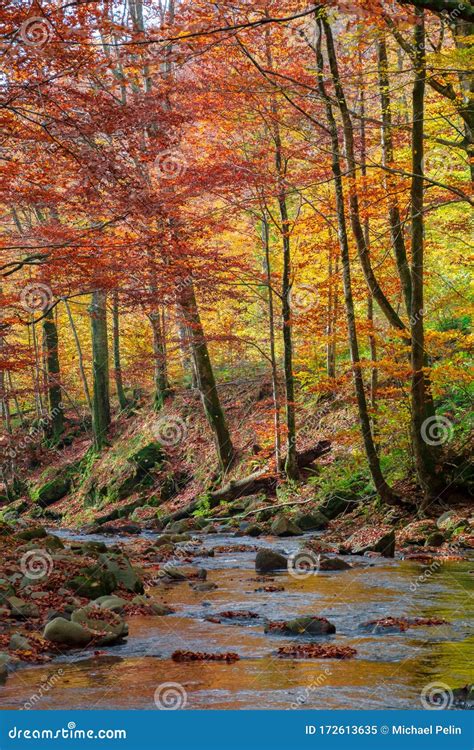 Forest river in autumn stock image. Image of lush, leaf - 172613635