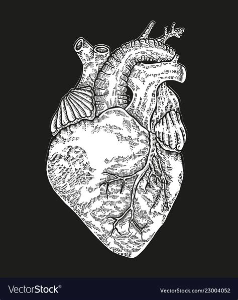 Hand drawn human heart on black background Vector Image