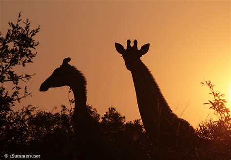 Sunset + Giraffes = Beautiful - 2Summers