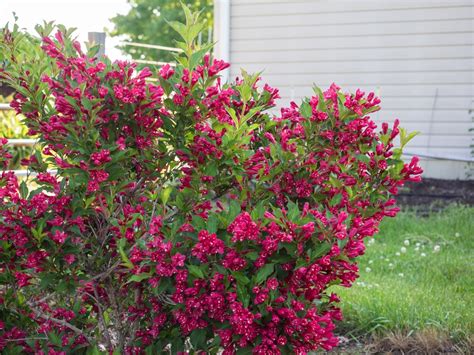 Weigela florida 'Red Prince' (Red Prince Weigela) | North Carolina Extension Gardener Plant Toolbox