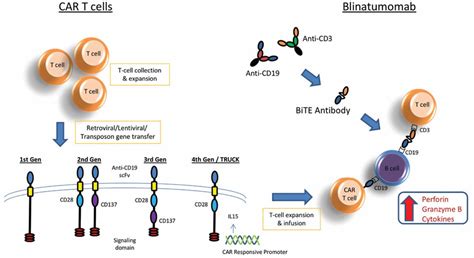 Emerging Treatment Options for Acute Lymphoblastic Leukemia: Focus on CAR T-Cell Therapy in ...