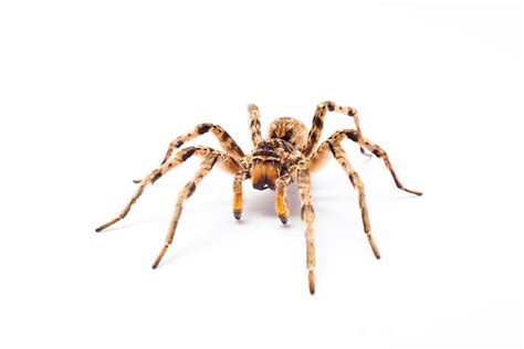 3,100+ Wolf Spider Eyes Stock Photos, Pictures & Royalty-Free Images - iStock