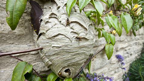 The Right Time To Spray A Wasp Nest On Your Property