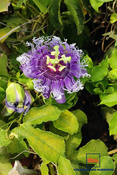 PASSIFLORA ‘INCARNATA’ - THE BACKYARD NURSERIES