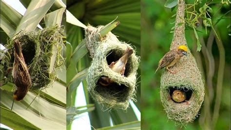 Amazing tailor bird sewing it's nest and laying eggs | Tailor Bird ...