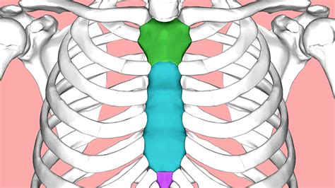 Sternum Injury Symptoms - Injury Choices