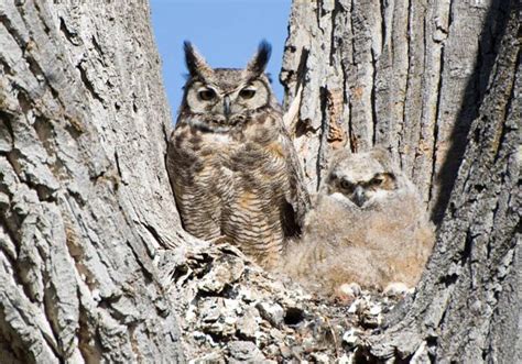 Great horned owls - The Martha's Vineyard Times