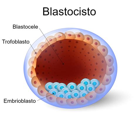 Blastula R