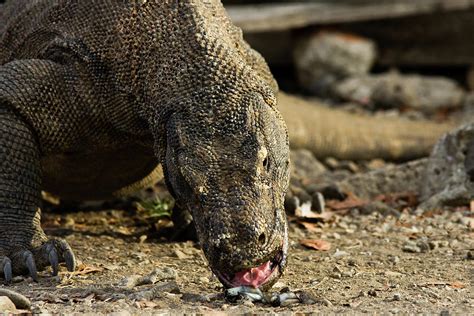 Komodo Dragon Feeding On Eating Meat Photograph by Pius Lee