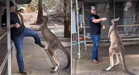 Tourist fights off kangaroo trying to get 'frisky' with woman