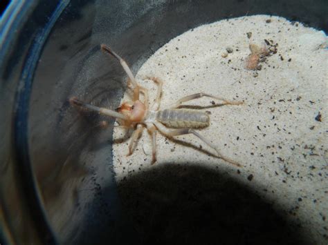 Solifugae species (Camel Spider). by xMiPHISTox on DeviantArt