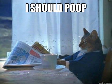 I should poop - morning realization newspaper cat meme - quickmeme