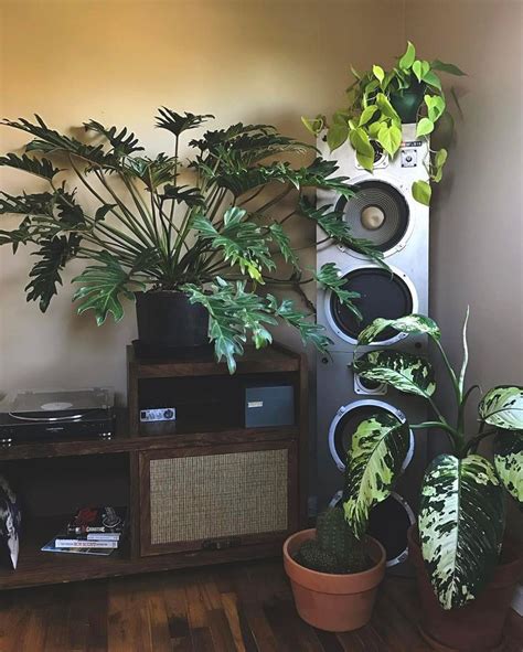 Instagram | House plants decor, Plant decor, House plants