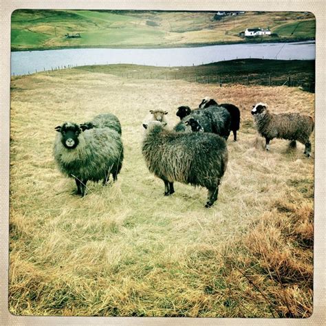 Shetland Sheep | Shetland sheep, Shetland wool week, Sheep