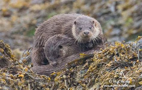 SHETLAND WILDLIFE (Sumburgh) - All You Need to Know BEFORE You Go