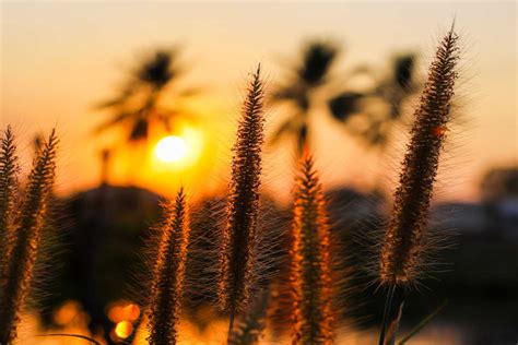 Pennisetum - planting, pruning, and care