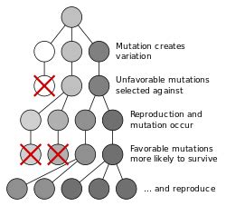 Biology - Wikipedia