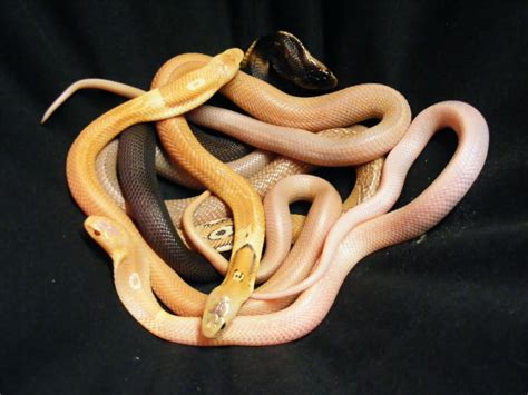 Monocled Cobra Morphs