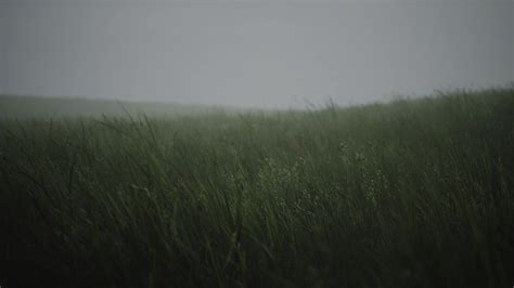 Wavy Grass Live Wallpaper - MoeWalls