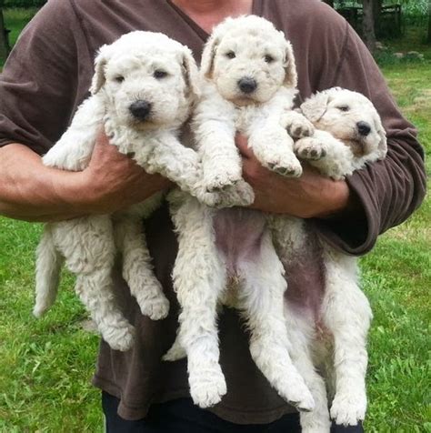 Welcoming a Komondor Puppy! | Dans le Lakehouse