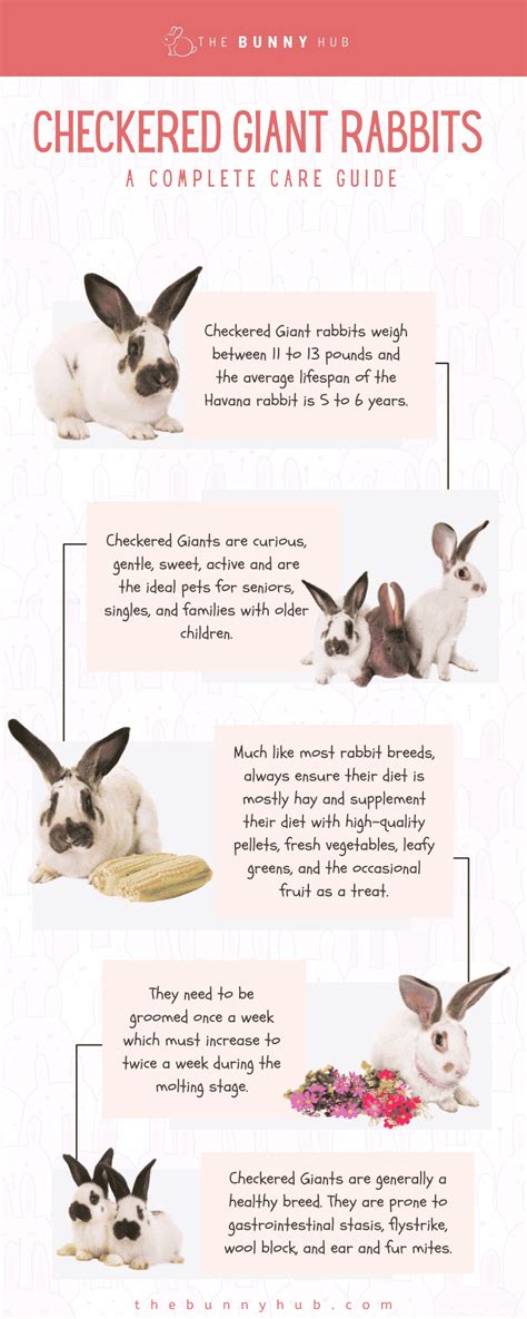 Checkered Giant Rabbits - A Complete Care Guide - The Bunny Hub