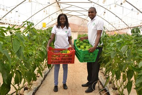 Greenhouse Vegetable Farming: Best For Vegetable Production In Africa ...