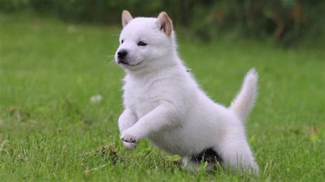 Hokkaido Dog - Temperament, Lifespan, Shedding, Puppy