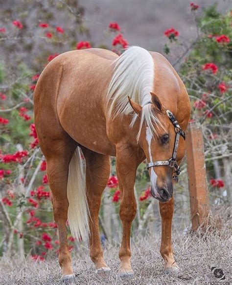 Palomino horse among the roses. #ponies #horses #horsegirl | Palomino horse, Horses, Horse breeds