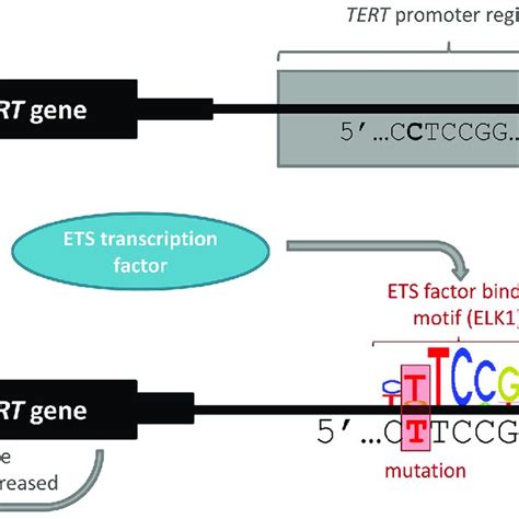 TERT promoter mutation alters transcription factor binding and gene... | Download Scientific Diagram