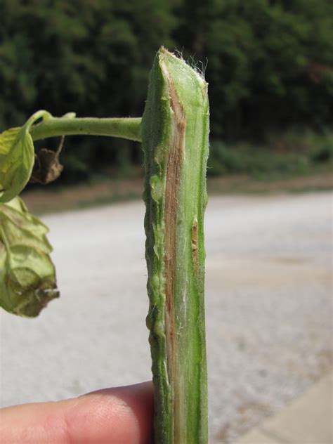 fusarium wilt tomato