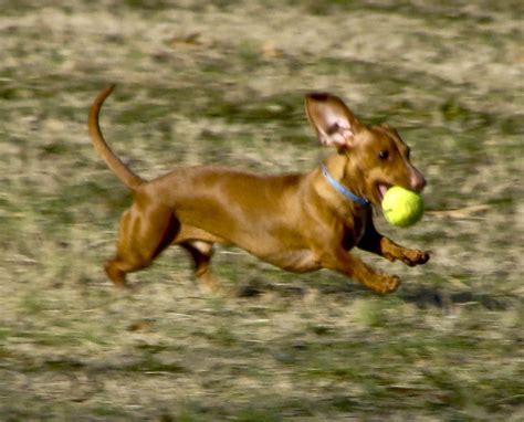 Weiner dog 1 | Came across a young man training his daschund… | Flickr