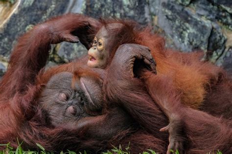 Premium Photo | Bornean orangutan and baby