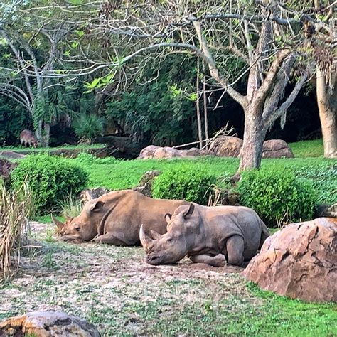 Animal Kingdom safari rhino - Trippin with Tara