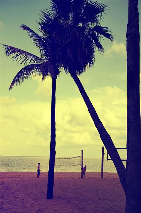 3440x1440px | free download | HD wallpaper: florida, fort lauderdale, palm trees, beach, sunset ...