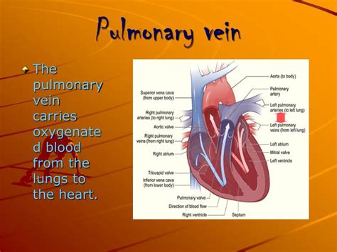 PPT - The Human Heart PowerPoint Presentation - ID:5427081