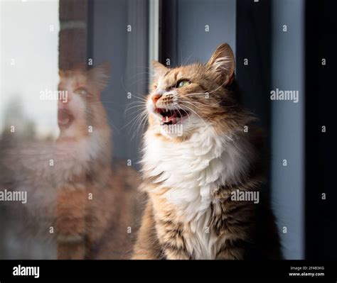 Cat chirping or chattering. Cute kitty sitting on windowsill while vocalizing with mouth wide ...